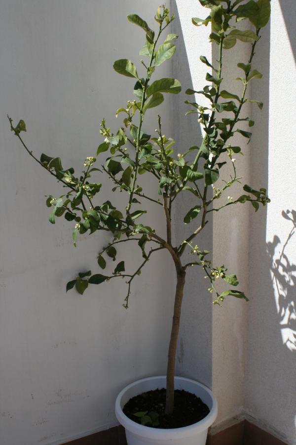 Il Terrazzo Apartment Augusta Exterior photo